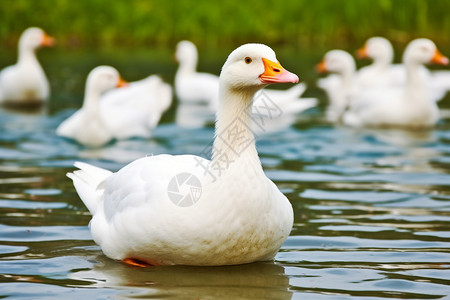 在水里的鸭子一只白鸭游在湖中央背景