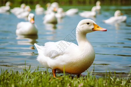 草地上的白鸭背景图片