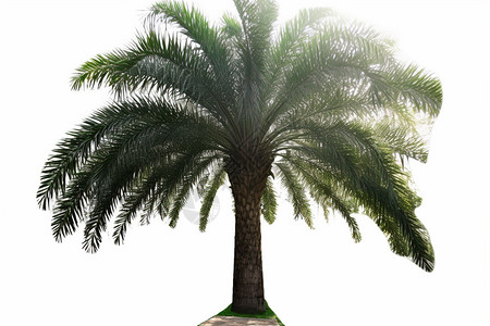 白色背景上的棕榈树图片
