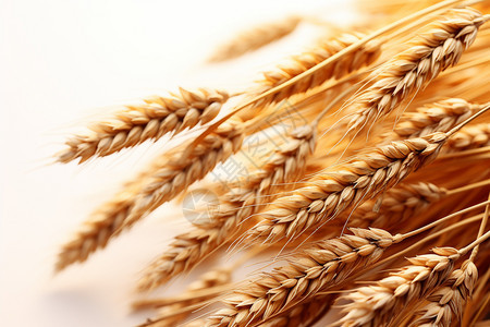 田野中种植的小麦作物图片