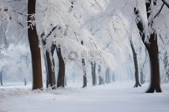 白雪皑皑的森林公园景观图片