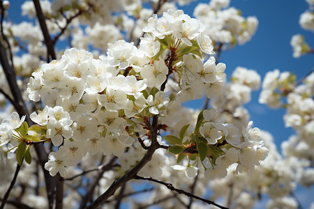 公园中盛开的桃花树图片