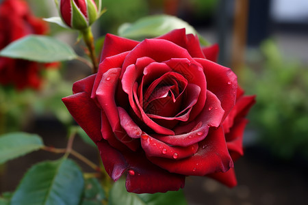 花园的红玫瑰背景图片