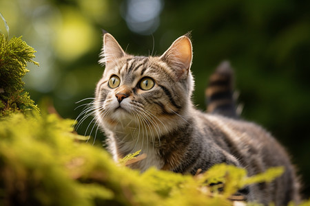 可爱的虎斑猫图片