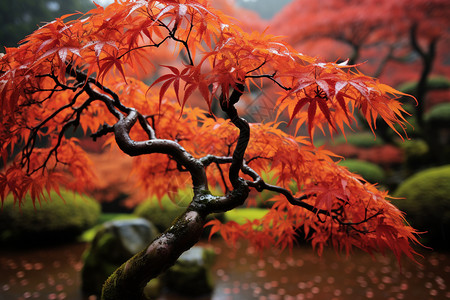 立秋叶子公园里的植物背景