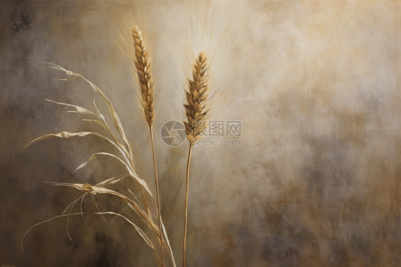 单根小麦茎图片