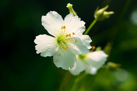 白色的芙蓉花图片