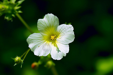 清丽的芙蓉花图片