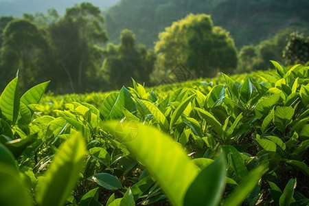 山上的绿茶园背景图片