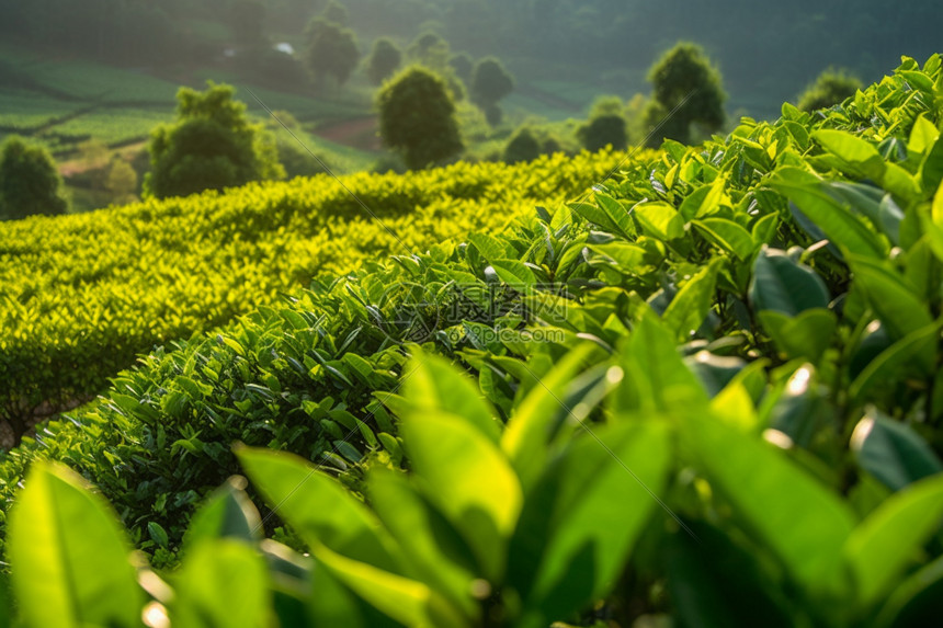 种植了很多茶叶的茶园高清图片下载-正版图片600364327-摄图网