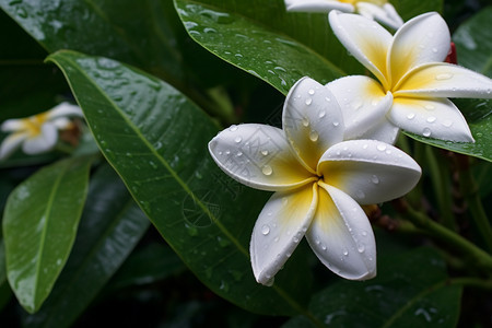 美丽花朵上的雨滴图片