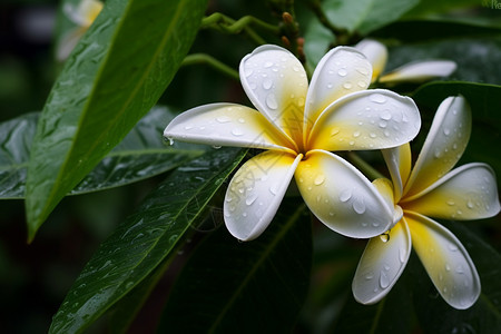 白色花朵上的雨滴图片