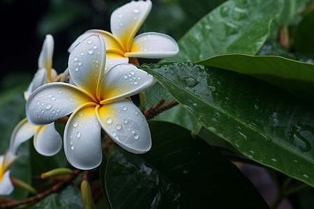 雨下在了盛开的花朵上图片