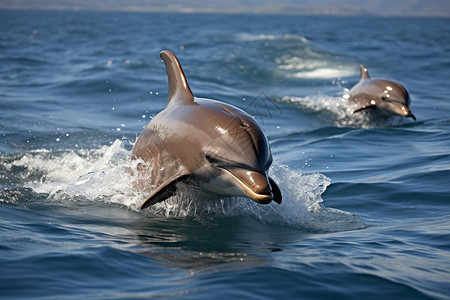 野生的动物海豚图片