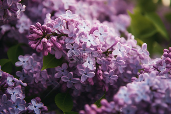 夏天公园盛开的紫丁香花图片