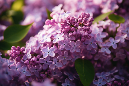 美丽的紫丁香花图片