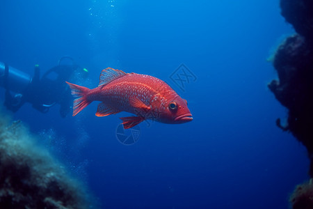 热带海洋中的生物群图片