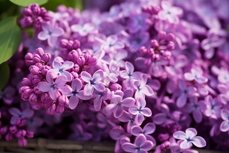 淡紫色的紫丁香花图片