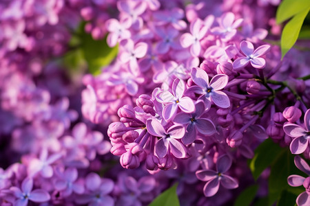 绽放的美丽的紫丁香图片