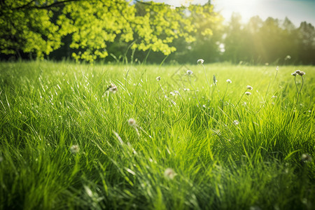 绿色的公园草坪景观图片