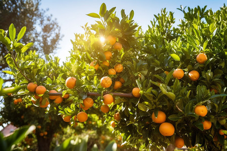 果园中成熟的柑橘图片