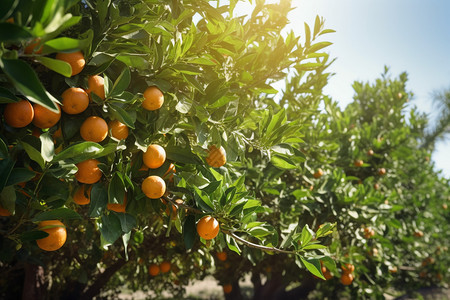 农村柑橘的种植果园图片