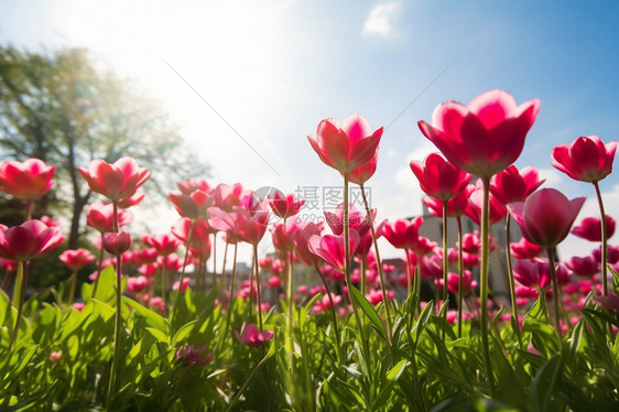 公园中美丽的郁金香花朵图片