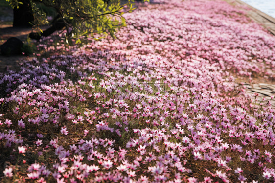 美丽的桃花图片