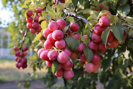 农场中种植的樱桃树图片