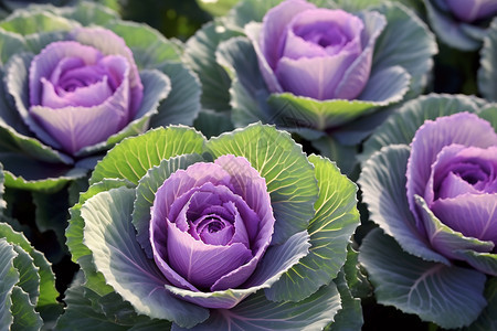 紫色的卷心菜图片