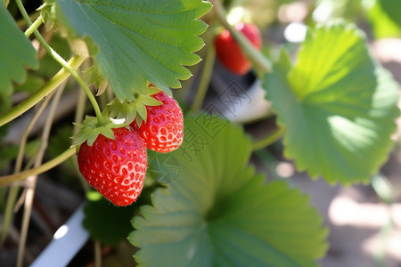 草莓叶子好吃的草莓背景