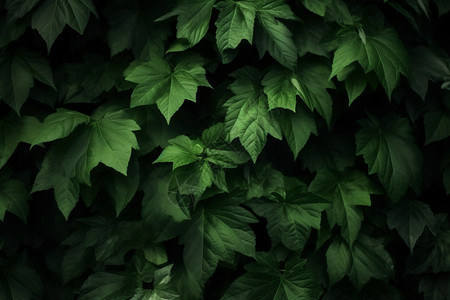 绿色的常春藤背景图片