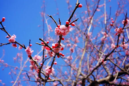 十里桃花盛开的美丽桃花背景