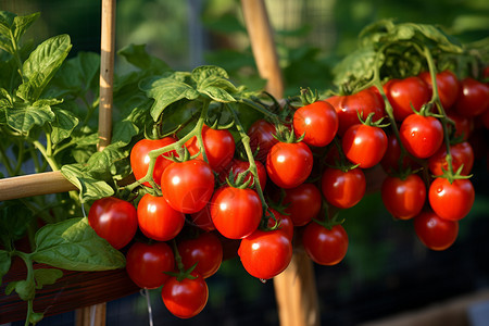 乡村番茄种植果园图片