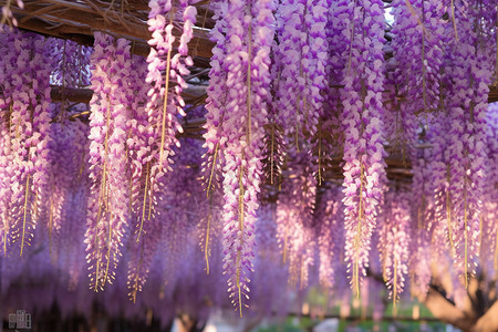 芬芳的紫藤花图片