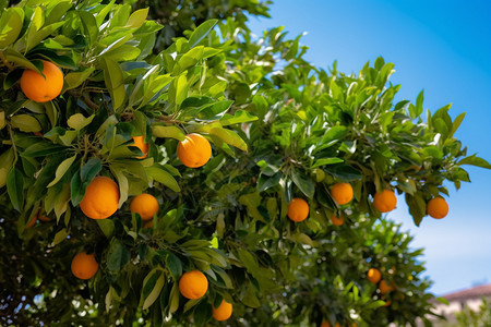 茂盛的橘子图片
