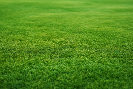 高尔夫场地上的草坪图片