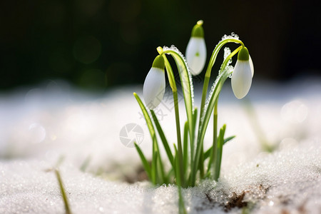 冬天的花朵背景图片