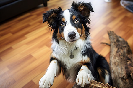 可爱的边境牧羊犬背景图片