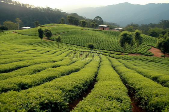 种植的山茶图片