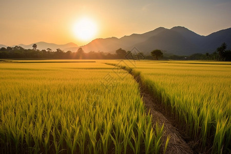 乡村种植的水稻田图片