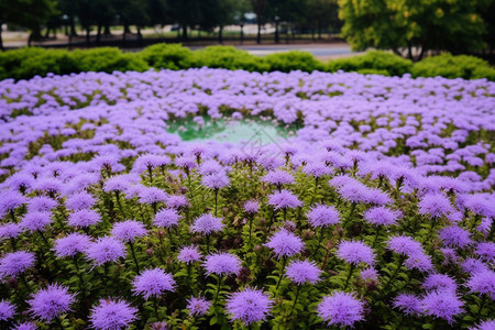 公园的花朵图片