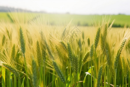 农田里成熟的小麦图片