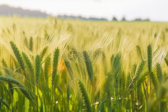 田里种植的小麦图片