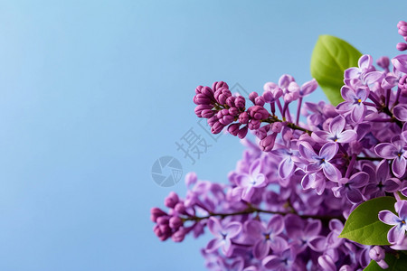 花瓣飘落绽放的丁香花背景