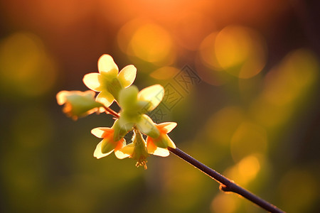 枝头的花芽图片