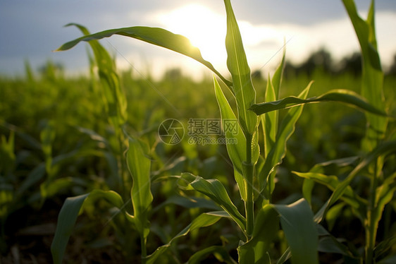 夏季的玉米种植田图片