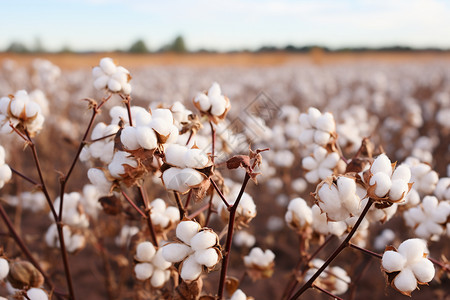 种植的棉花农场背景图片