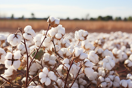 大型棉花种植基地背景图片