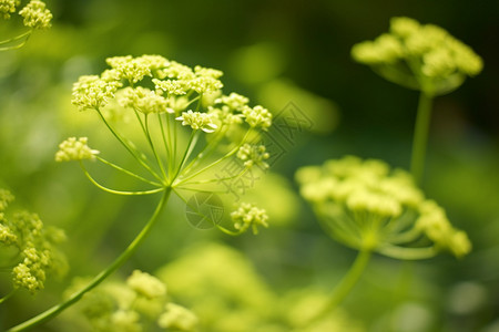 花园中盛开的茴香花图片